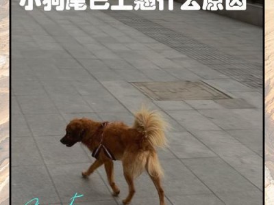 狗尾巴掉毛的原因及解决办法（为什么狗尾巴会掉毛？如何有效解决狗尾巴掉毛问题？）