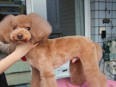 狗的理发（为你的爱犬提供舒适时尚的发型护理）