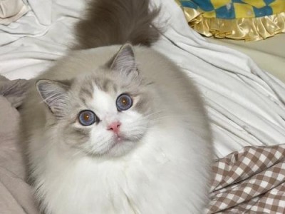 双色猫（探索双色猫的遗传原理及特点）