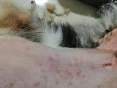 边牧为何不敢打针？（探究边牧对注射疫苗的抵触情绪）