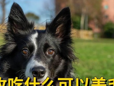 边牧四个月吃什么？养护贴士一览（科学饮食，健康成长）
