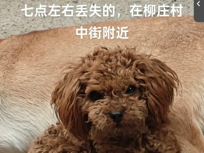 可爱泰迪狗的好听名字大全集（15个让您爱不释手的泰迪狗狗名字推荐）