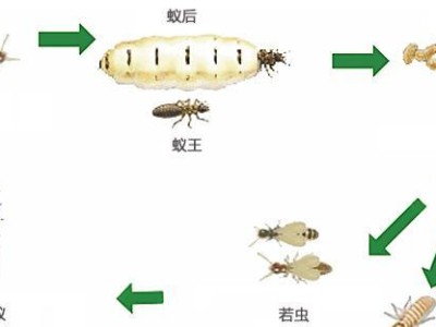 针嘴鱼饲养秘籍（科学喂养，让针嘴鱼健康成长）