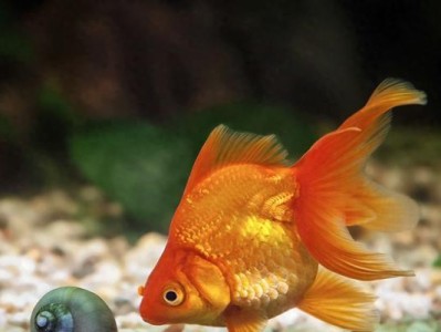 观赏鱼常见病防治手册（了解观赏鱼常见病，保护你的水族宠物）