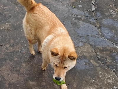 以土狗面相最好的特点为主题写一篇文章（探寻土狗面相中的吉祥之道）