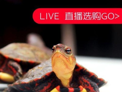 霸道总裁的至尊之选——洪都拉斯木纹龟（探索这个优雅神秘的生物世界，了解“霸道总裁”专款的不凡之处）