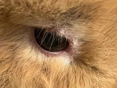 揭秘兔子为何掉毛凶（探寻兔子掉毛背后的原因与解决方法）