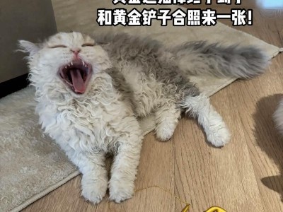 探究为什么猫带铃铛（解析猫咪带铃铛的目的和意义）