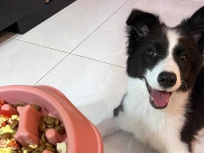 三个月大的边牧的饮食需求（为宝贝边牧提供均衡营养的饮食计划）