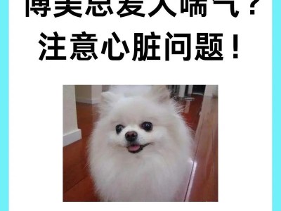 养博美犬需要注意的要点（细心照料博美犬，打造幸福家庭）