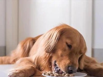 如何正确喂养刚抱回的金毛奶狗？（关于金毛奶狗的饮食安排和营养需求）