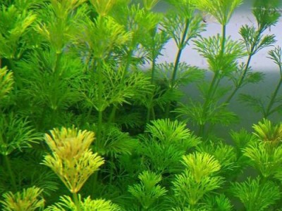 水草养料的选择及使用技巧（以什么可以做水草的养料？）