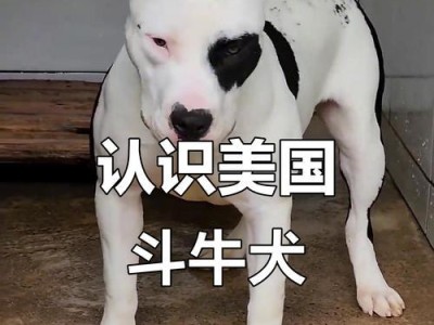 揭秘比特犬——世界上最凶的犬种（了解比特犬的危险性与挑战，探寻其背后的真相）