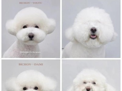 比熊修剪的最佳造型（打造迷人比熊造型的技巧与建议）