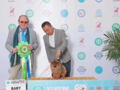 养育两个月大的博美需要注意什么？（全面了解关于两个月大博美的养育要点和技巧）