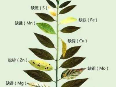 如何科学饲养针嘴鱼（宠物鱼的全方位养护指南）