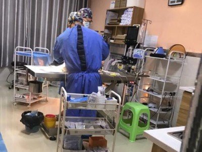 斗牛剖腹产后注意事项（关注恢复期、合理饮食和早期活动）