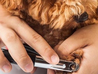 狗狗指甲为何变色？（探讨导致狗狗指甲变色的原因及应对方法）