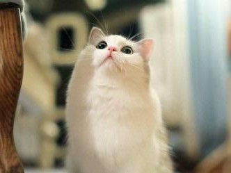 猫生产前阴道分泌物的颜色及其意义（探讨猫生产前阴道分泌物的颜色变化及其健康状况）