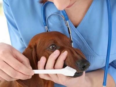 如何判断和治疗狗狗肠胃菌群失调？（了解肠胃菌群失调的症状和原因，选择正确的治疗方法。）