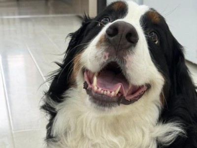 如何训练伯恩山犬成为优秀的看家犬（从宠物到守护者，如何让伯恩山犬成为您家最可靠的安全保障）