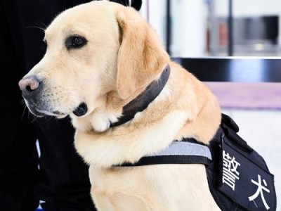 不能当警犬的犬种（警犬训练需求与犬种特性不匹配）