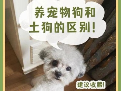 小空间最适合养哪些犬？（选择适合小空间的犬种，让你的宠物生活更舒适）