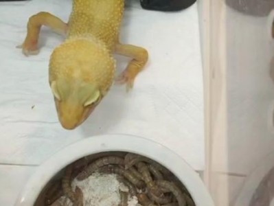 豹纹守宫的喂食频率与时间要求（科学养护与健康成长——以豹纹守宫喂食为例）
