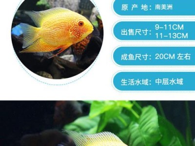 以金菠萝鱼为宠物的饲养技巧（打造健康美丽的金菠萝鱼水族箱）