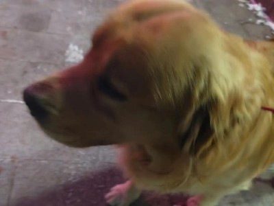 如何找回丢失的金毛犬（有效寻找丢失金毛犬的方法及注意事项）