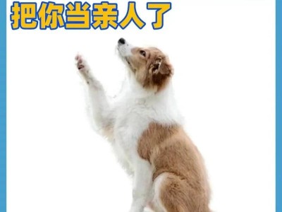 狗狗为何喜欢抱着你（深入探究狗狗抱人行为的原因与意义）