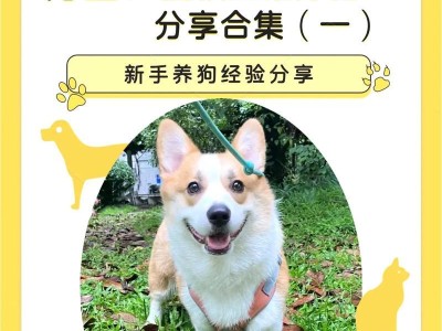 饲养柯基犬误区（避免做出这些错误，让你的柯基犬健康快乐）