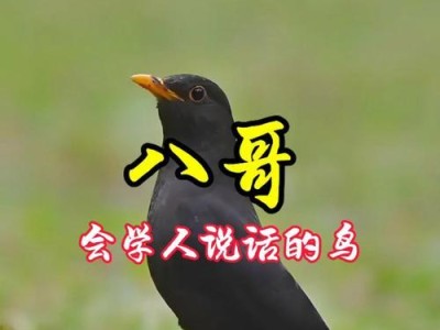 八哥学说话的时间及方法（从零开始，打造会说话的八哥宠物鸟）