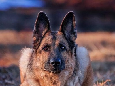 选择适合新手的大型犬，给你带来安全感（为新手推荐的适合养大型犬的品种）