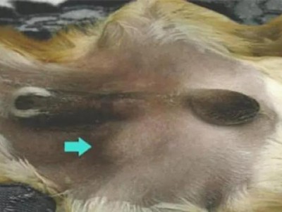 狗狗阴睾的饮食需求（了解狗狗阴睾该吃什么，给予它们健康的饮食）