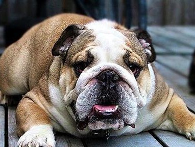 英斗牛犬咳嗽的治疗方法（药物是缓解犬咳嗽的有效选择）