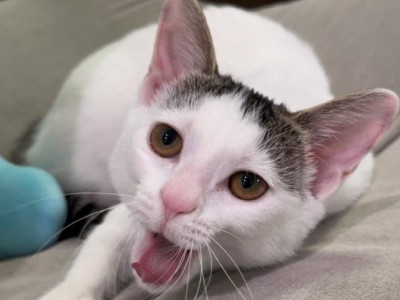 猫咪的黏人特质（探索猫咪为什么如此黏人）