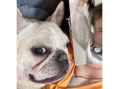 法斗犬的价格及其受欢迎程度（养一只法斗需要多少钱？了解法斗犬的魅力与成本）