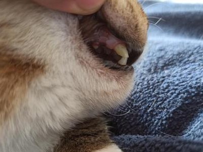 猫咪牙齿发炎，别忽视了！（了解猫咪牙齿发炎的原因及预防方法）