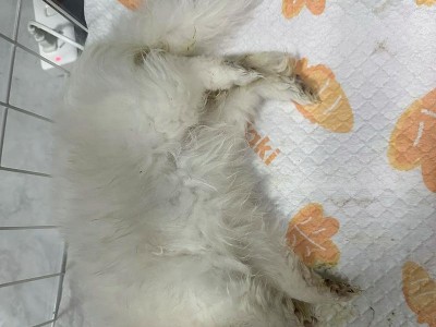 星期狗死前的征兆——留意你的宠物健康（宠物的微妙暗示和关键时刻）