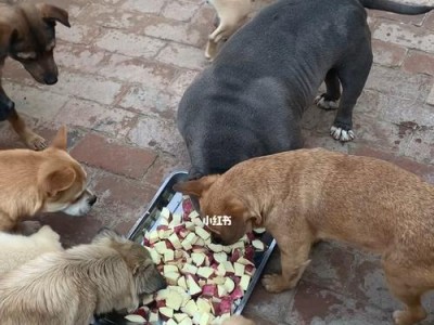 宠物狗能否多吃红薯？（关于宠物狗饮食的注意事项及红薯的营养价值）