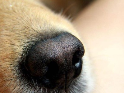 狗狗鼻子干裂的原因和治疗方法（了解狗狗鼻子干裂的常见原因以及如何正确护理）