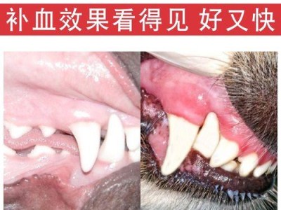 狗狗拉血，如何正确选择药物治疗？（选择适合的药物是保护狗狗健康的关键）