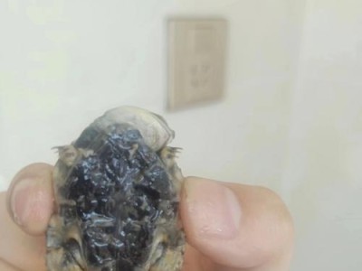 乌龟脱皮周期的研究——揭开它的神秘面纱（探索乌龟脱皮周期的奥秘与原因，让你了解乌龟的成长之道）
