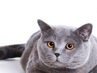 网上猫为何如此昂贵？（揭秘背后的关键因素）