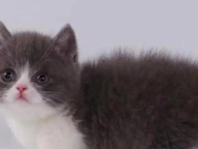 猫为什么会炸毛？（揭秘猫咪蓬松毛发的原因与解决方法）