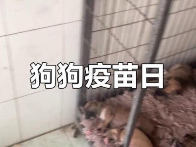 狗狗回家多久可打疫苗？（养狗新手必看，疫苗接种时间表！）