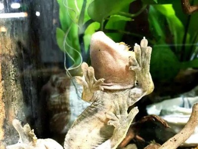 壁虎的“飞檐走壁”之谜（探秘壁虎的粘附力，揭示其独特的行走方式）