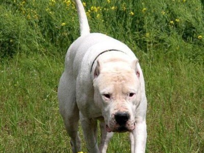 阿根廷杜高犬（融合多犬种优点，极富狩猎本能）