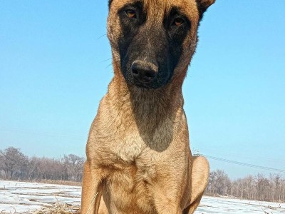纯马犬（探索纯马犬的独特魅力和历史渊源）